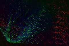 Effortlessly Scale Prometheus With The Telemetry Data Platform – And Keep your Grafana Dashboards, Too!